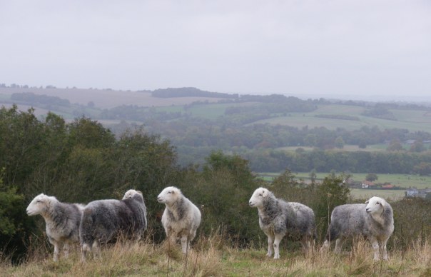Herdwick Sheep 2